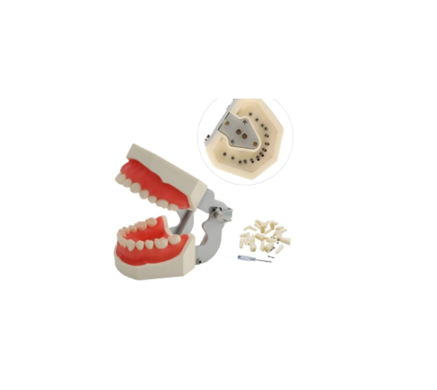 Small Dental Study Cast with Teeth (Full Typodont)